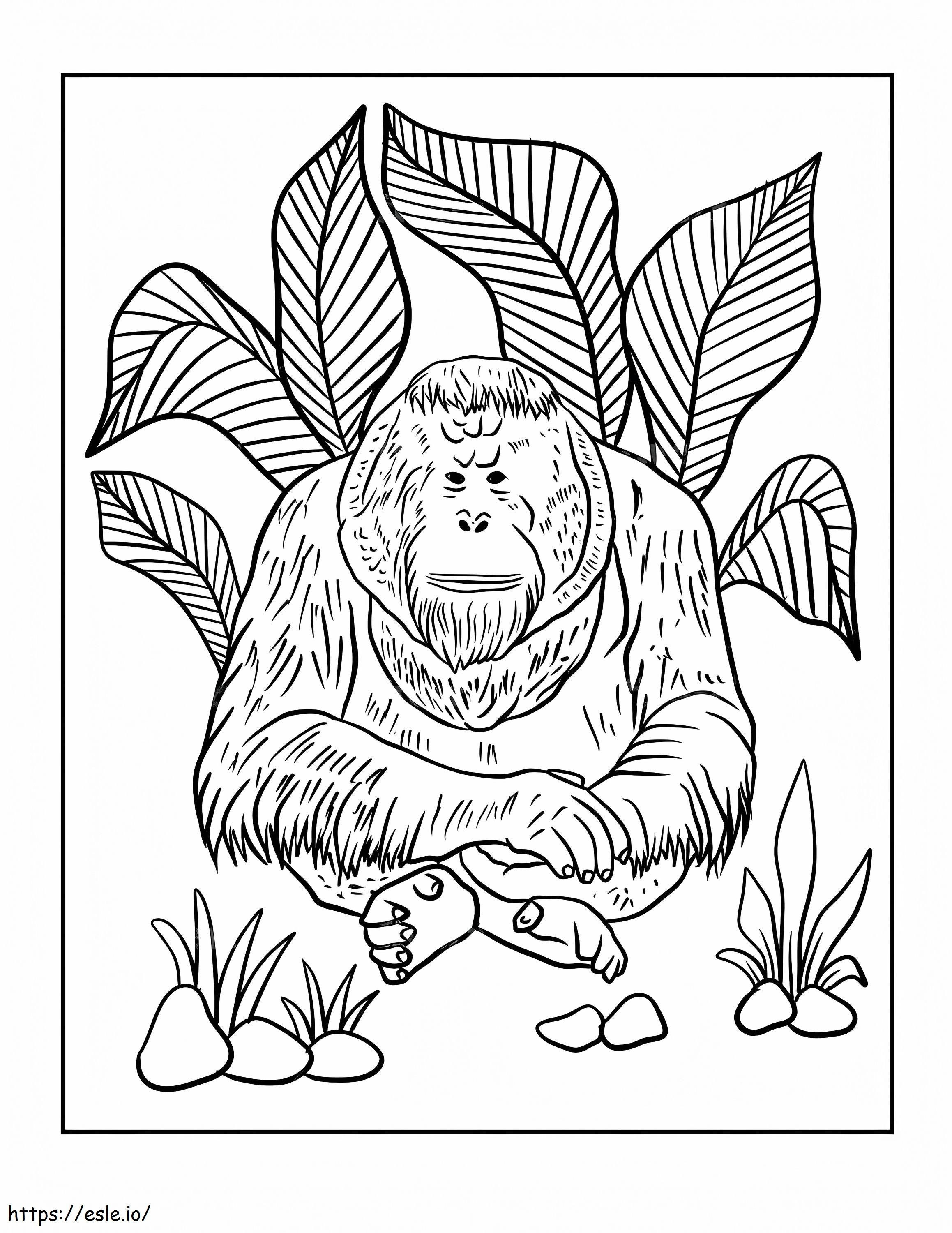 Orangutan borneański kolorowanka
