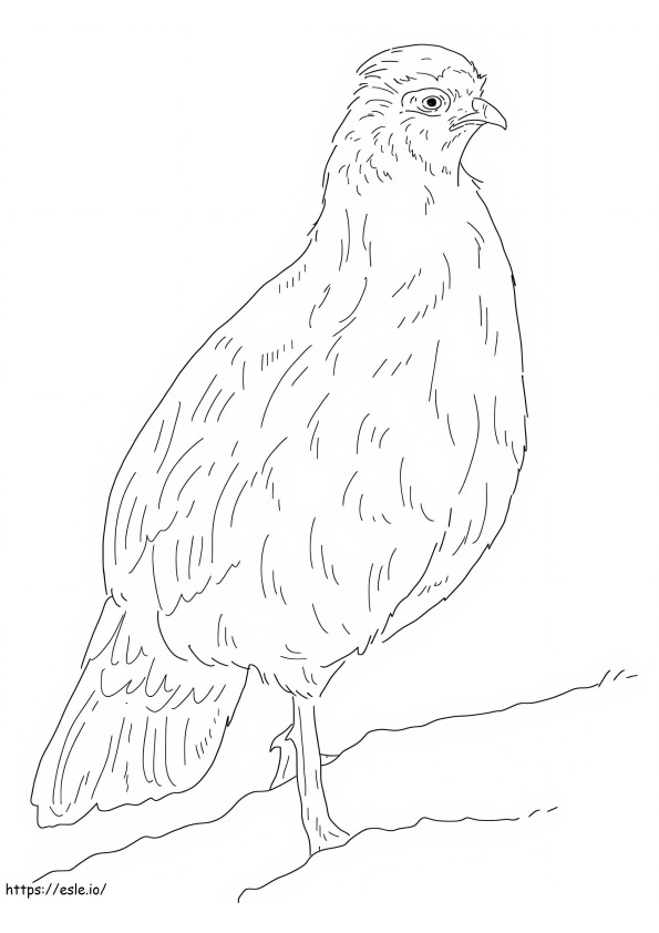 Blood Pheasant