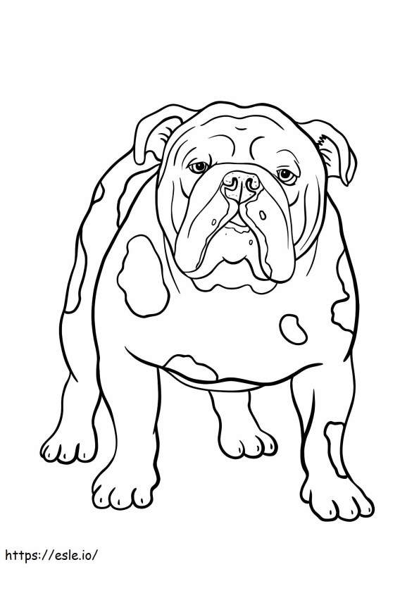 Bulldog de bază de colorat