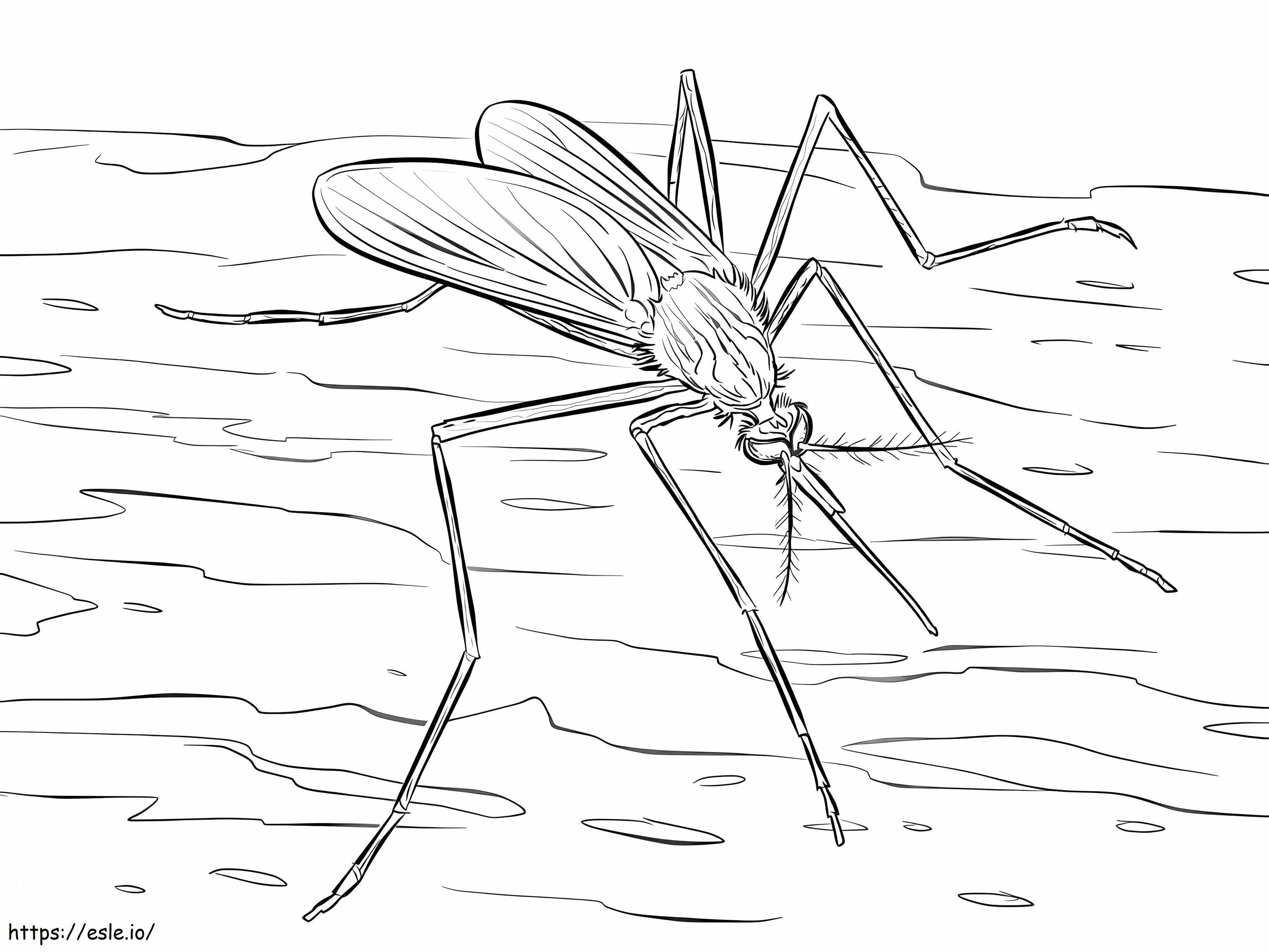 Mosquito Culiseta Longiareolata para Colorir Grátis
