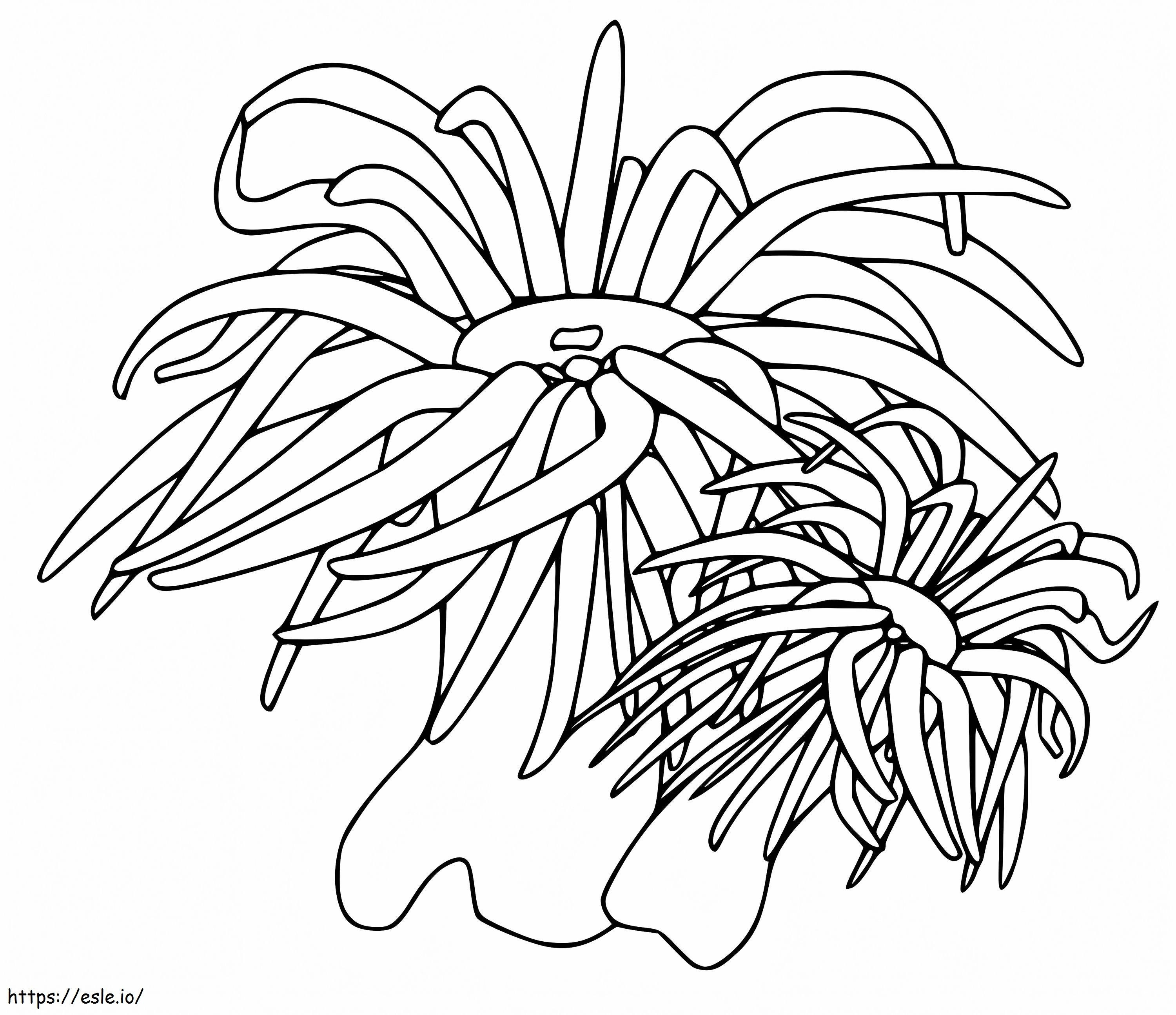 Sea Anemone Printable coloring page