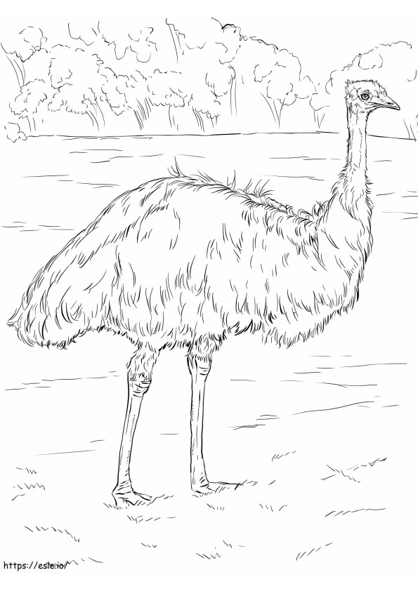 Printable Emu coloring page