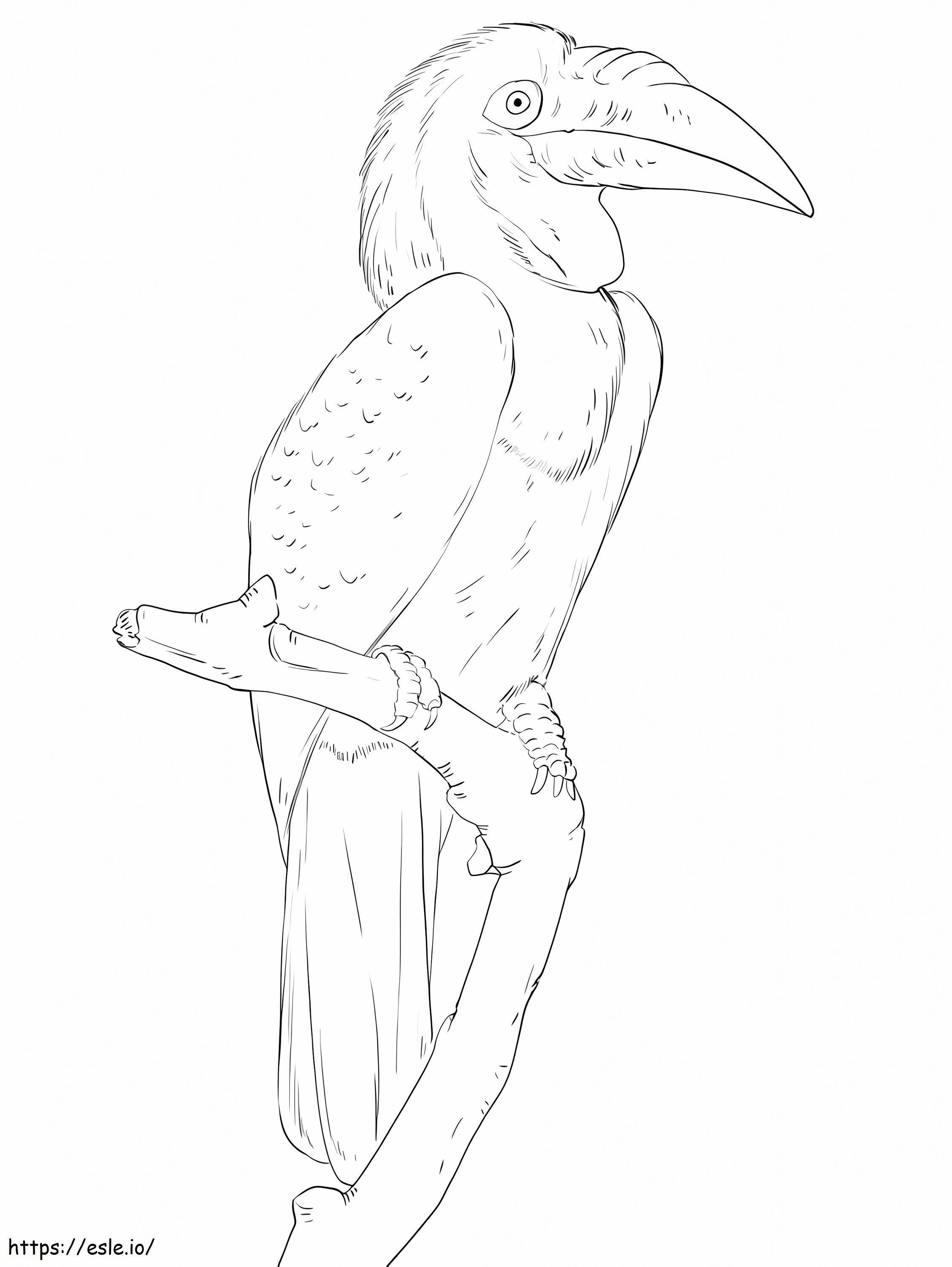 Wreathed Hornbill Coloring Page - Free Printable PDF