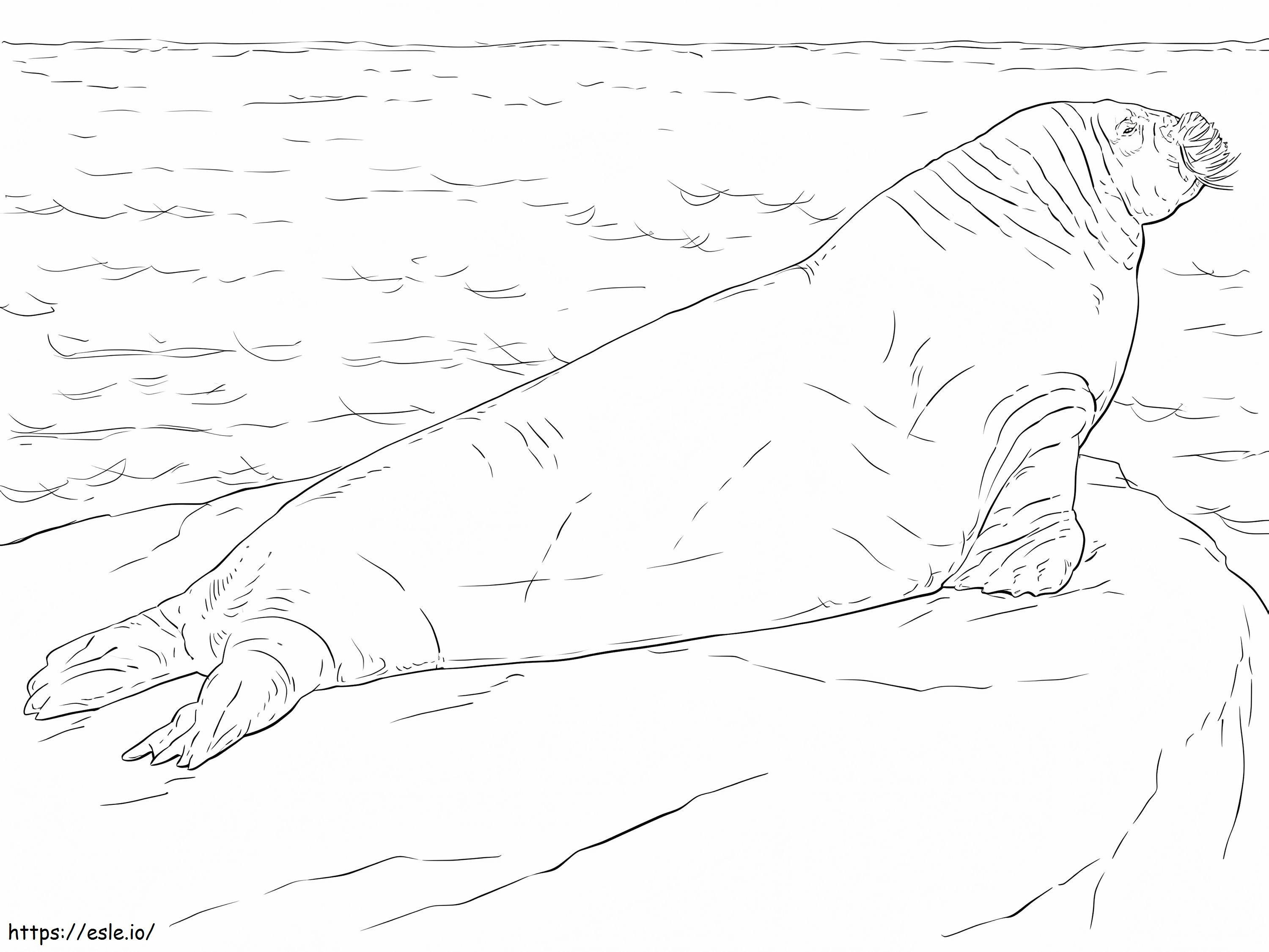 Realistic Walrus coloring page