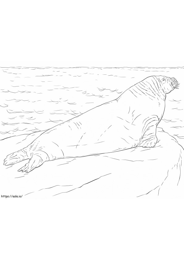 Walrus yang realistis Gambar Mewarnai
