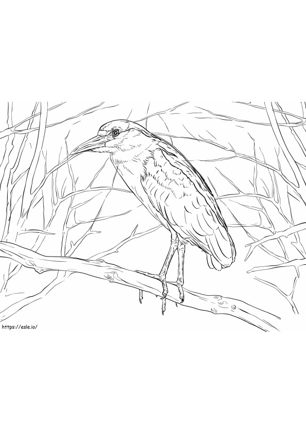 Black Crowned Night Heron coloring page
