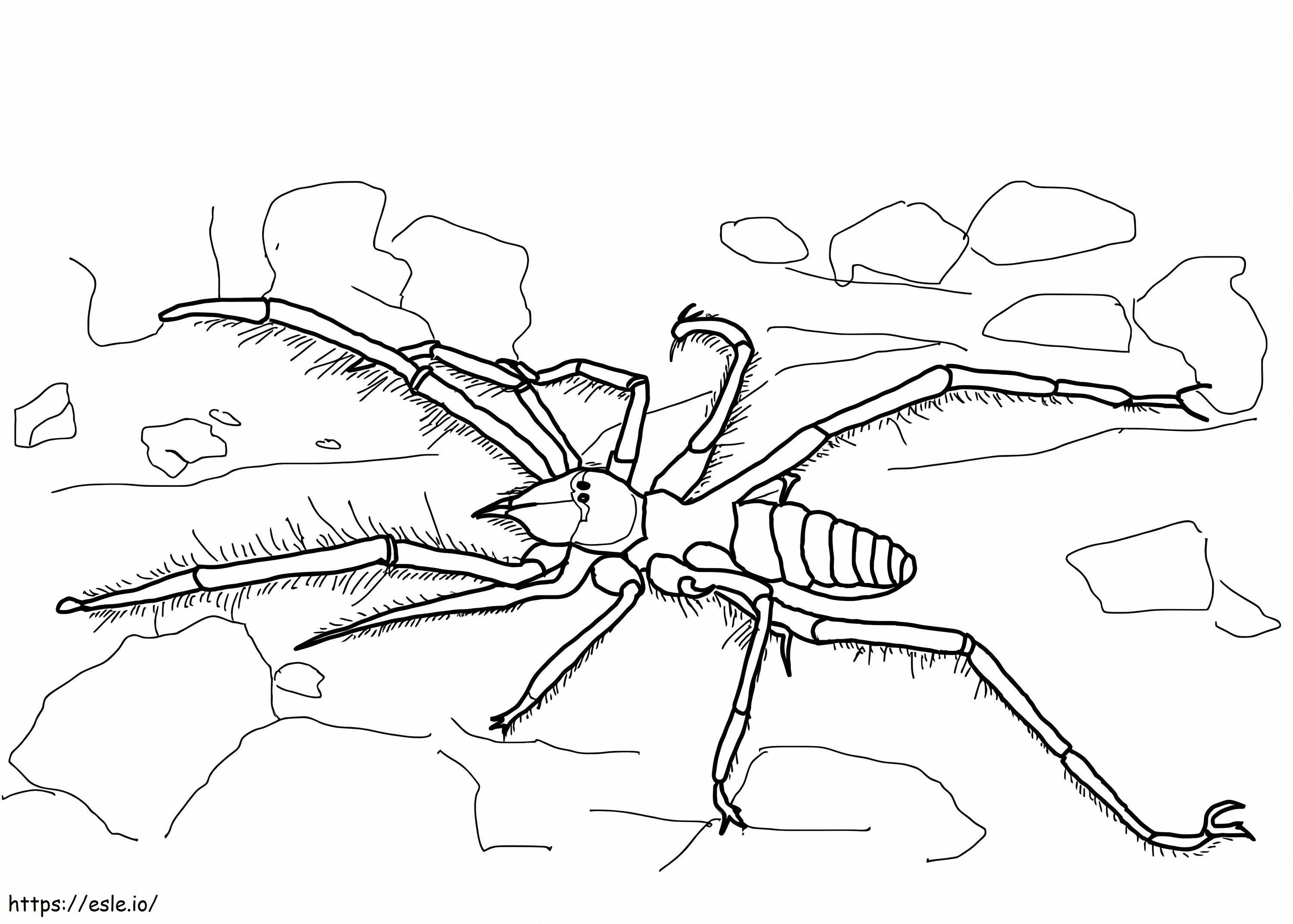 Camel Spider coloring page