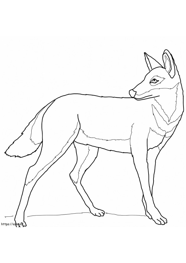 Ethiopische Wolf