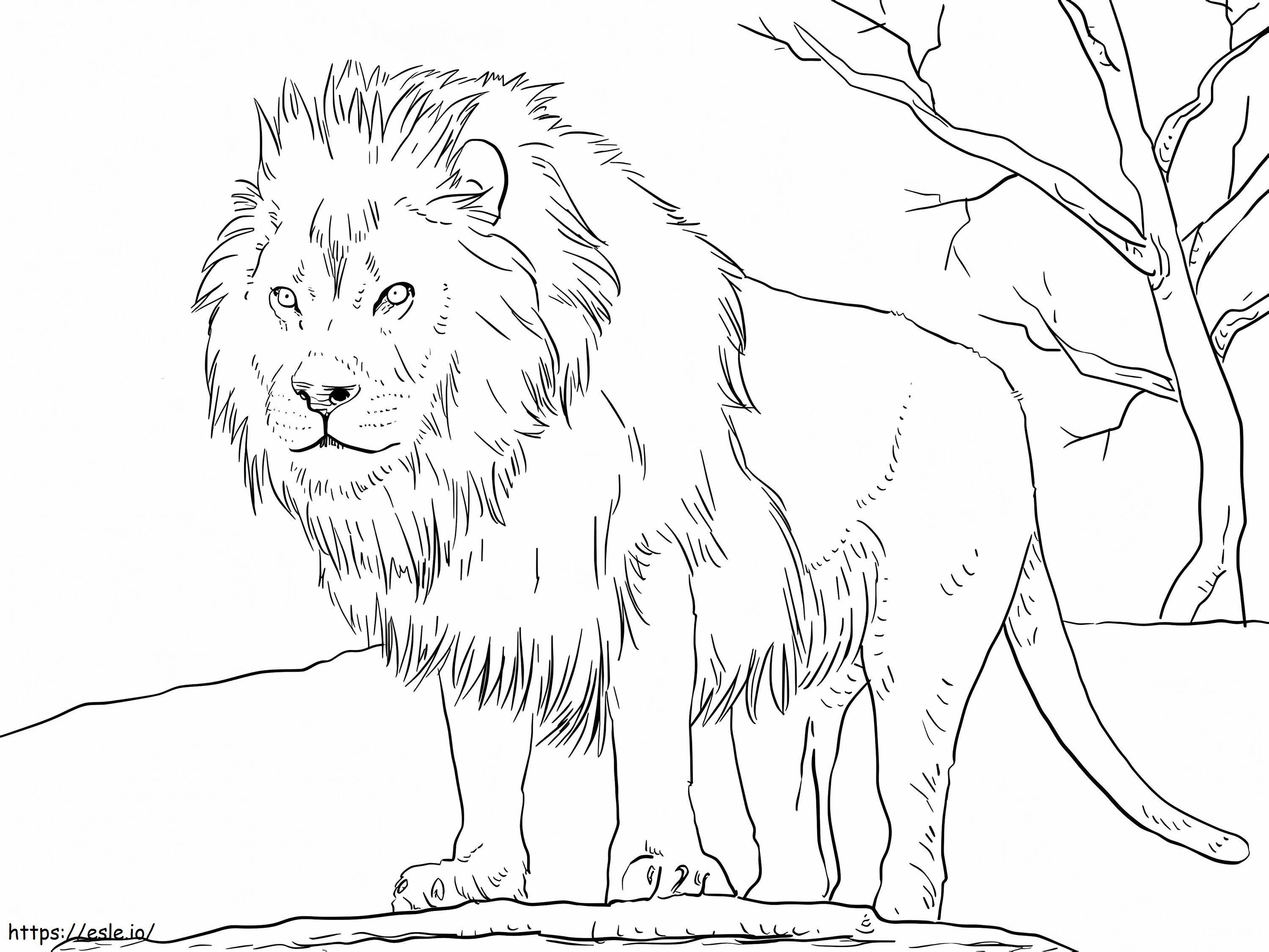 Leão Africano para colorir