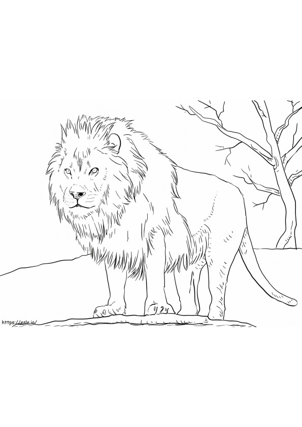 Coloriage Lion d'Afrique à imprimer dessin