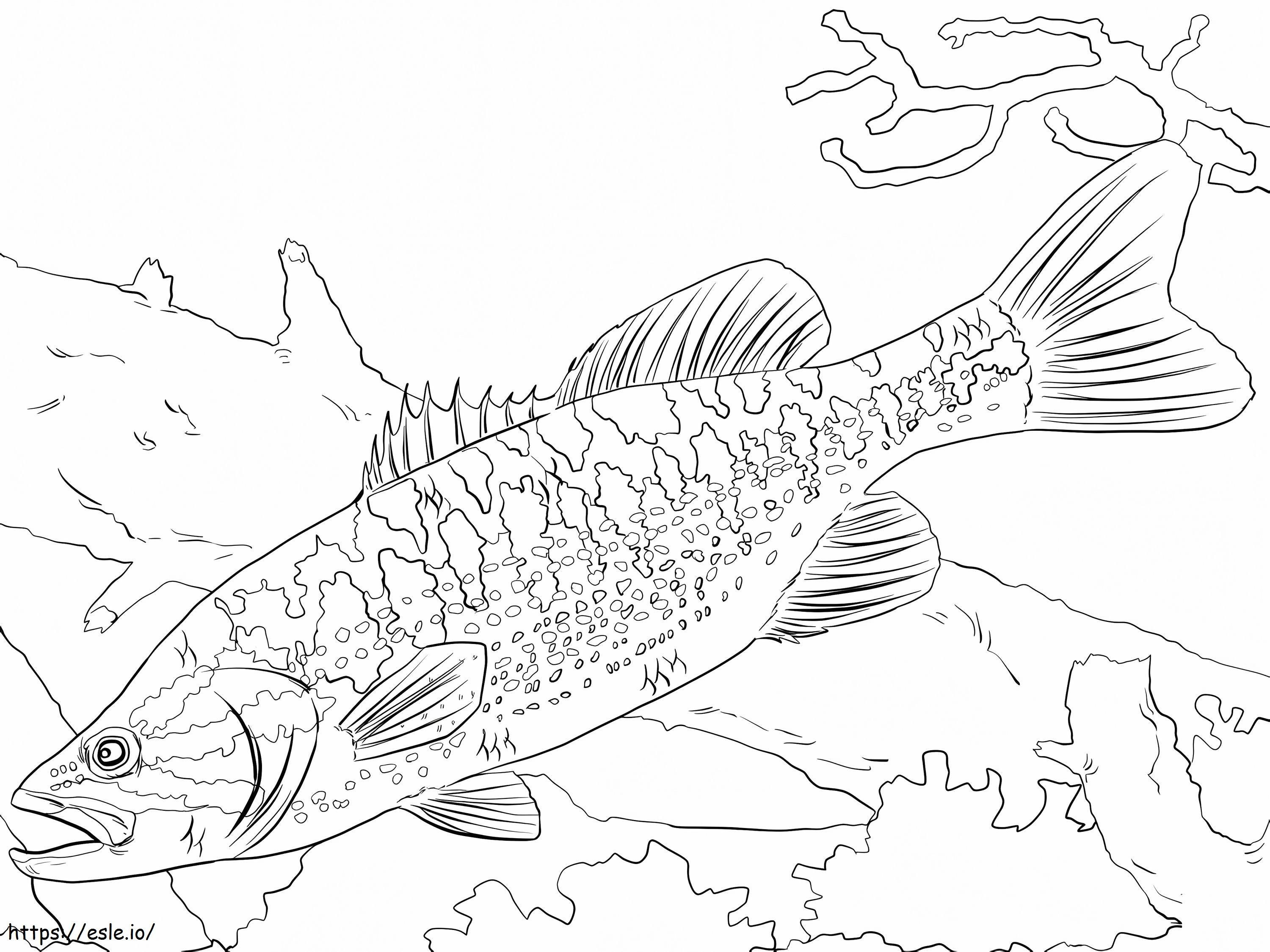 Guadalupe Bass 1024X768 coloring page