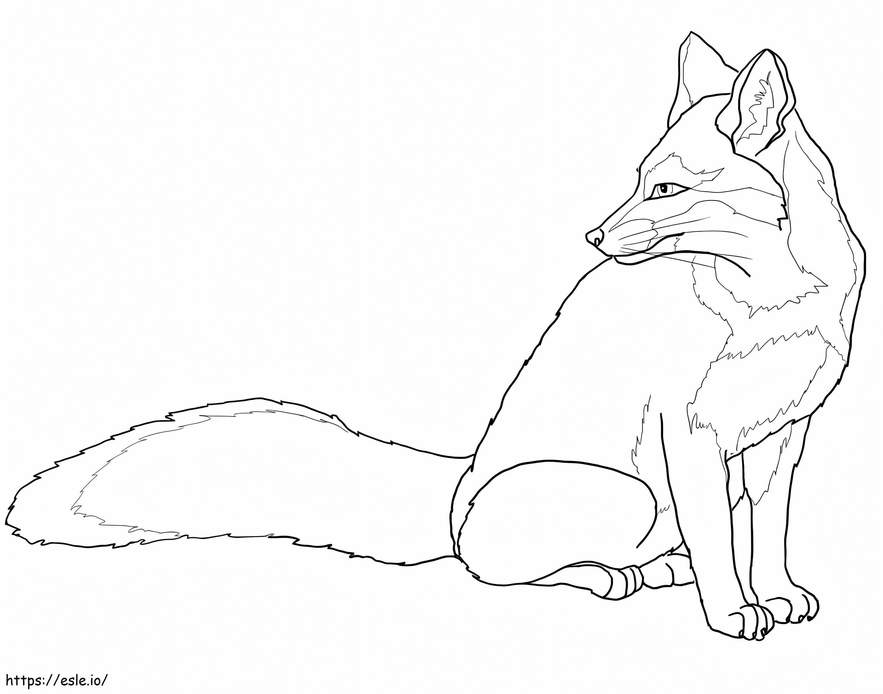 American Gray Fox coloring page
