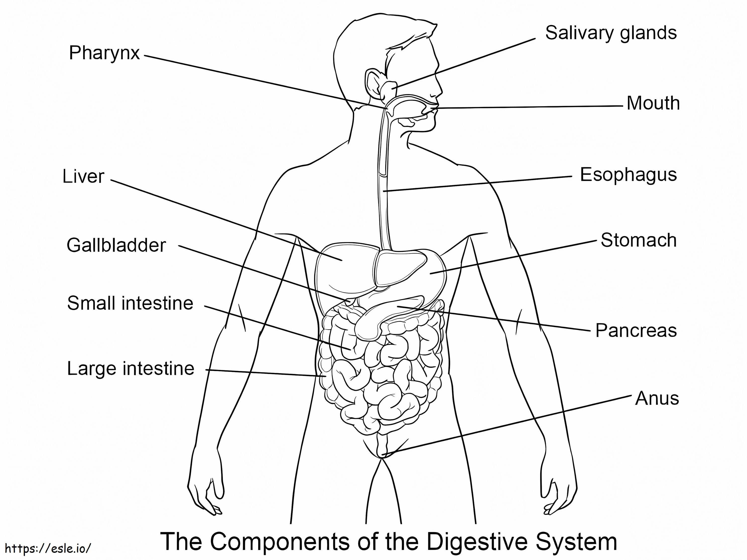 Sistem digestiv de colorat
