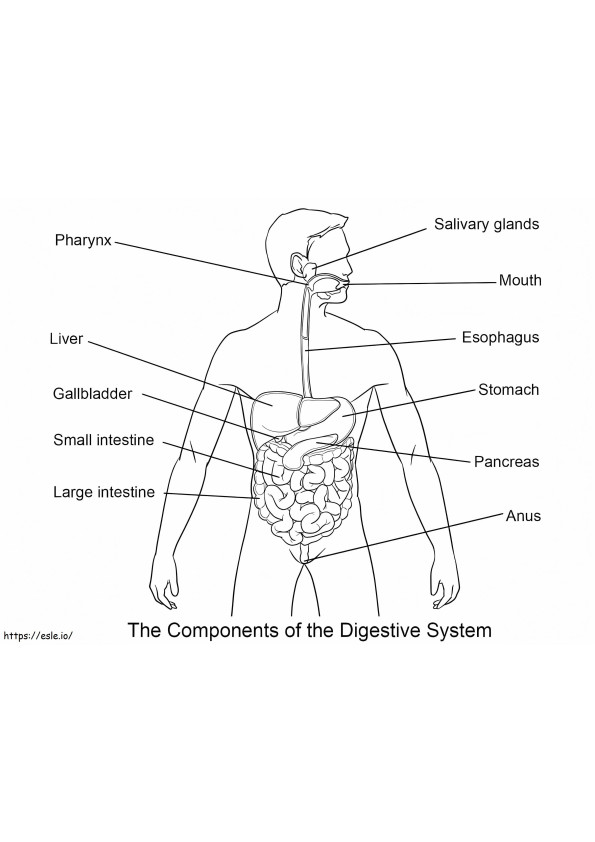 Digestive System coloring page