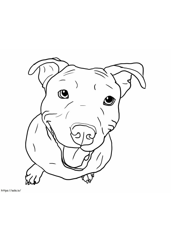Pitbull Is Cute coloring page
