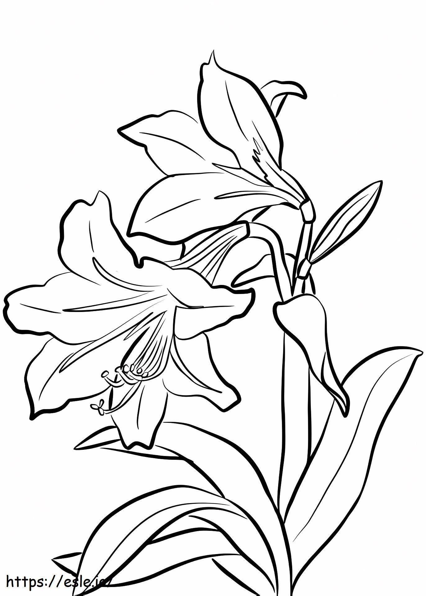 1527065262_Amaryllis da colorare