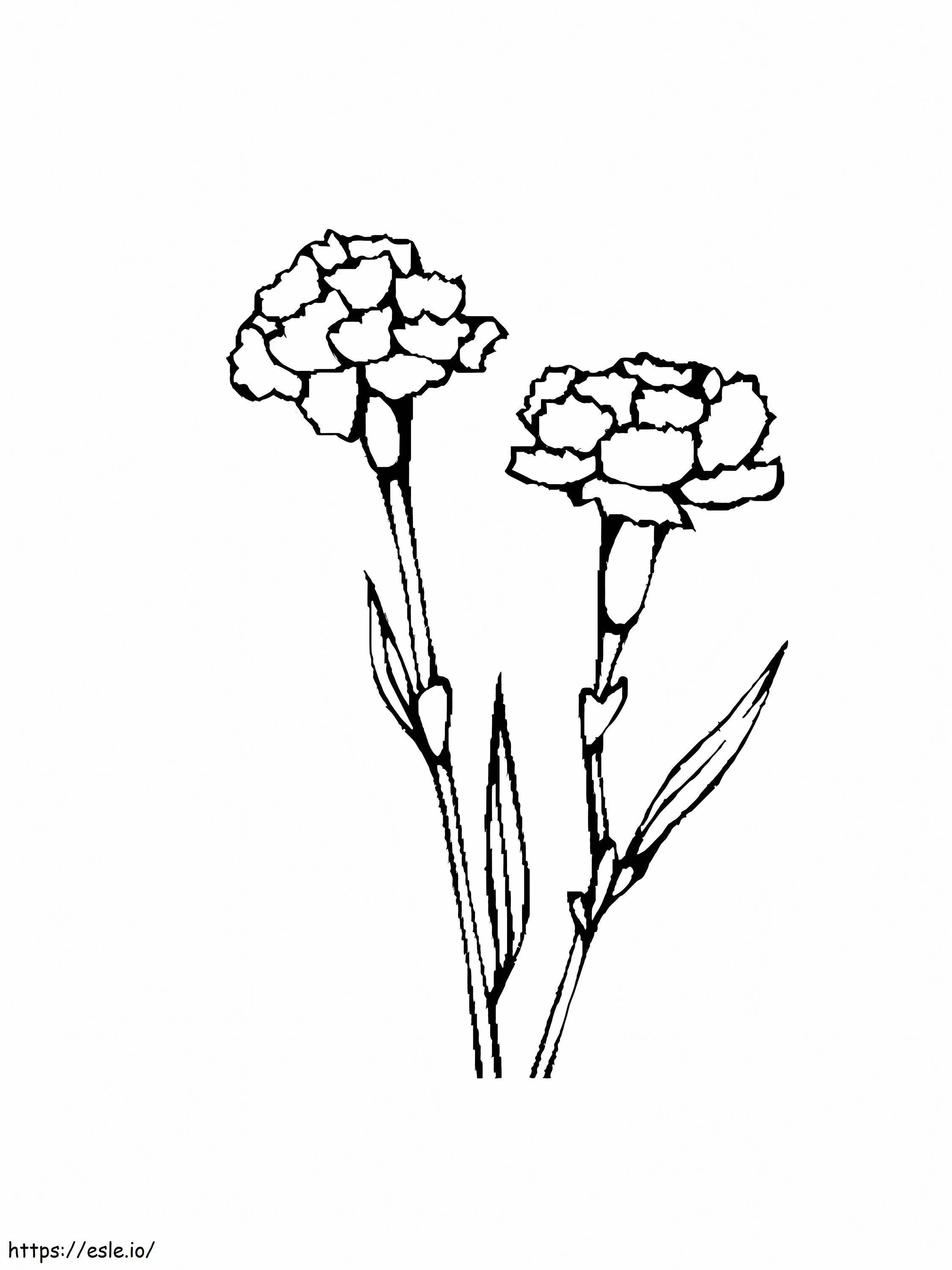 Two Basic Carnations coloring page
