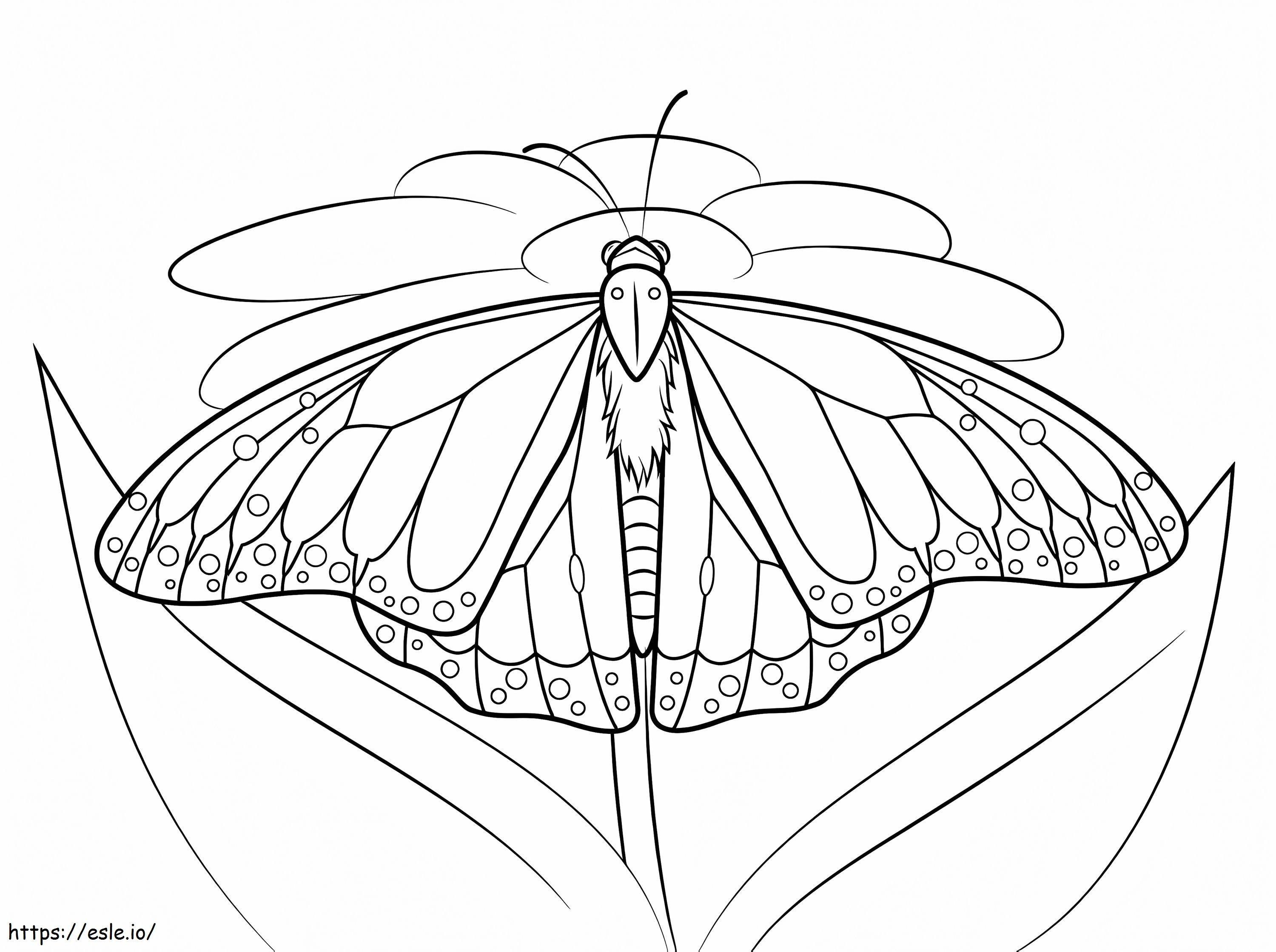 Motyl monarcha 2 kolorowanka