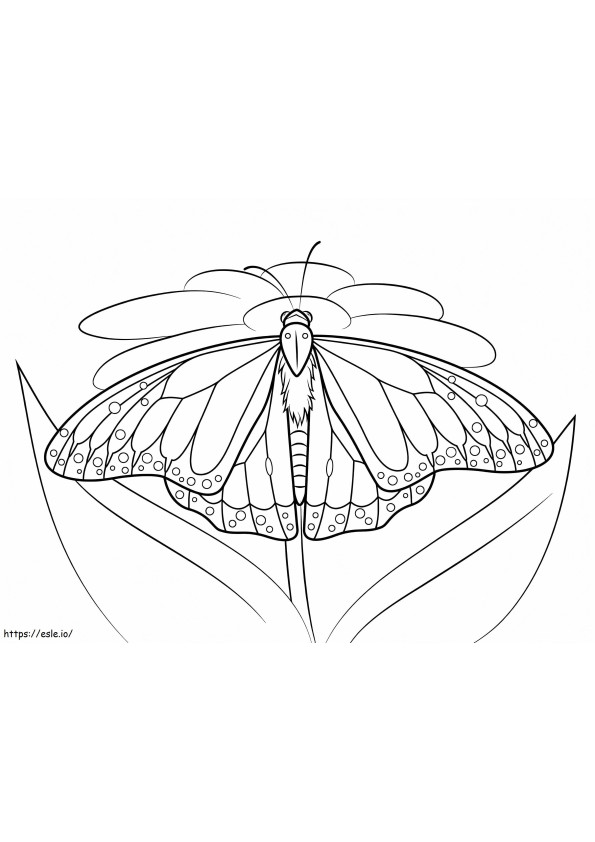 Motyl monarcha 2 kolorowanka