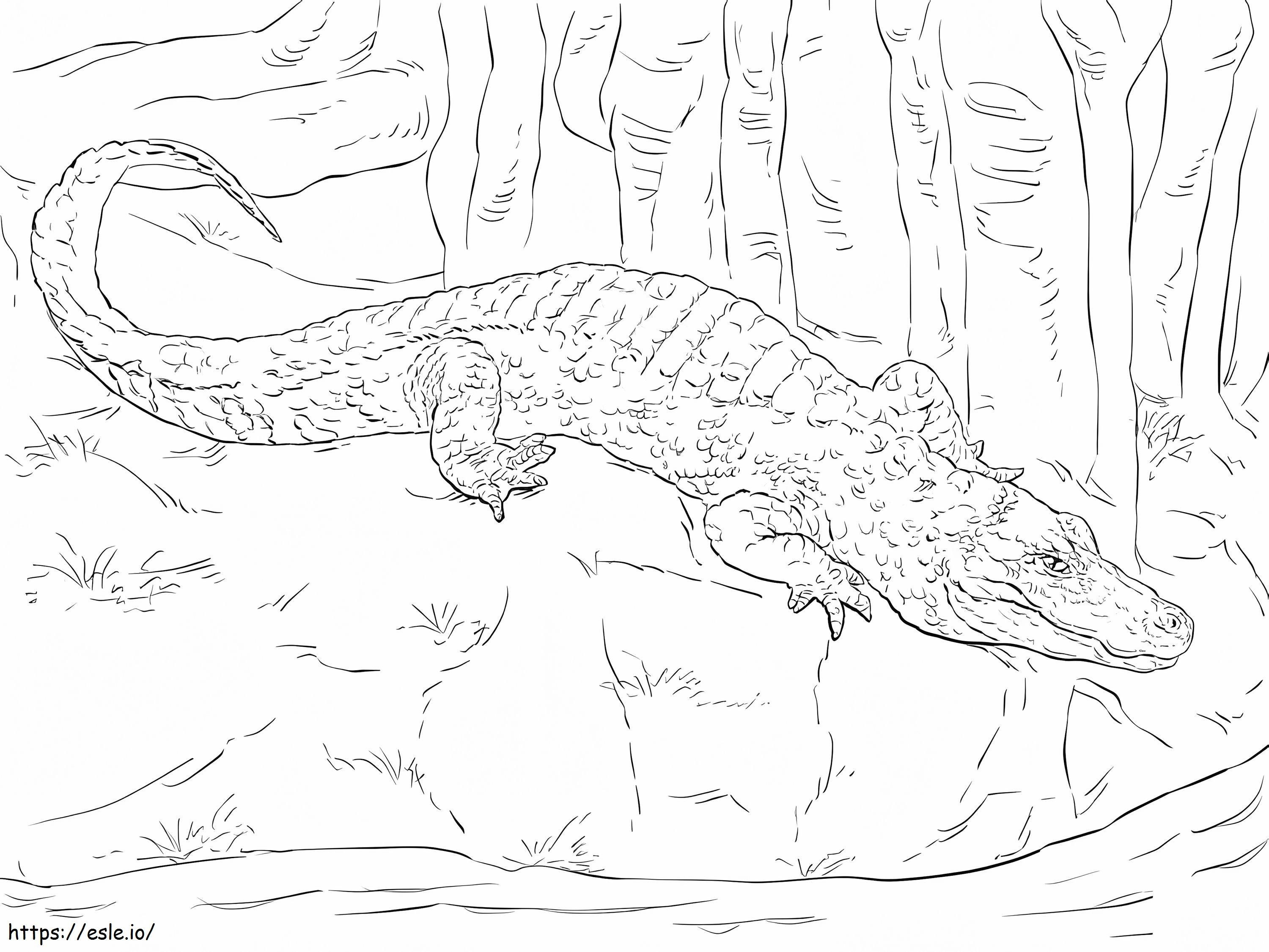 Coloriage Alligator chinois à imprimer dessin