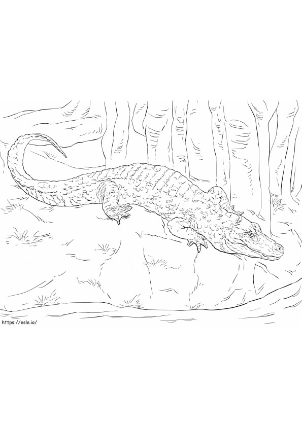 Chinese Alligator coloring page