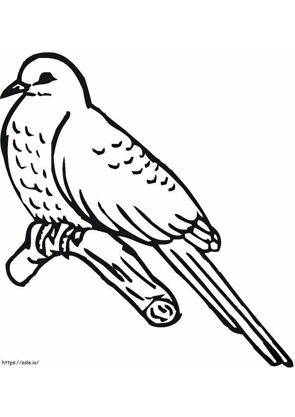 Coucou Oiseau 951X1024