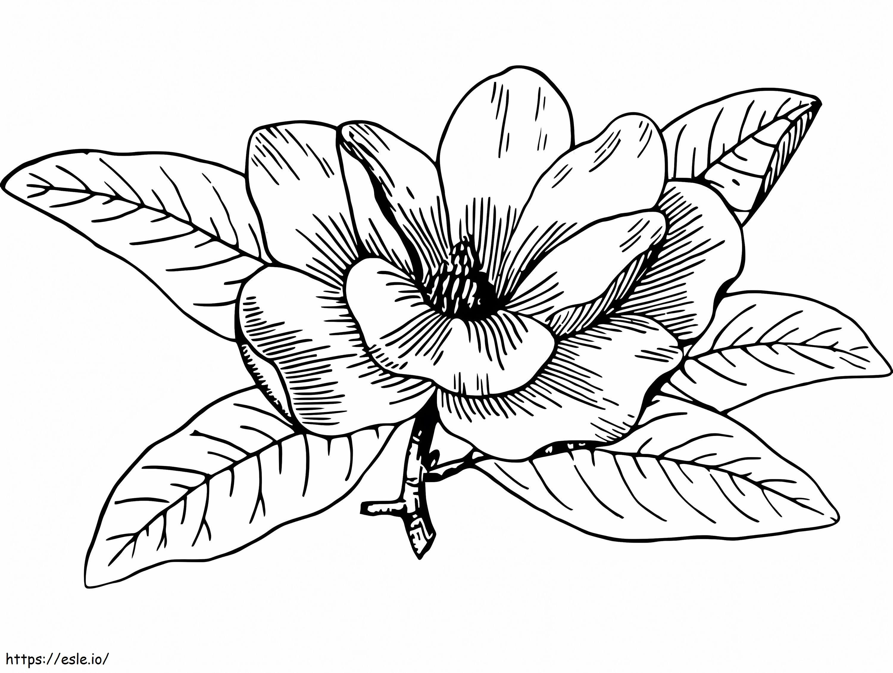 マグノリアの花 ぬりえ - 塗り絵