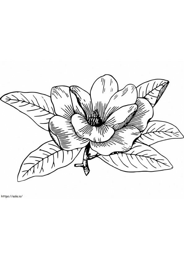flor de magnolia para colorear