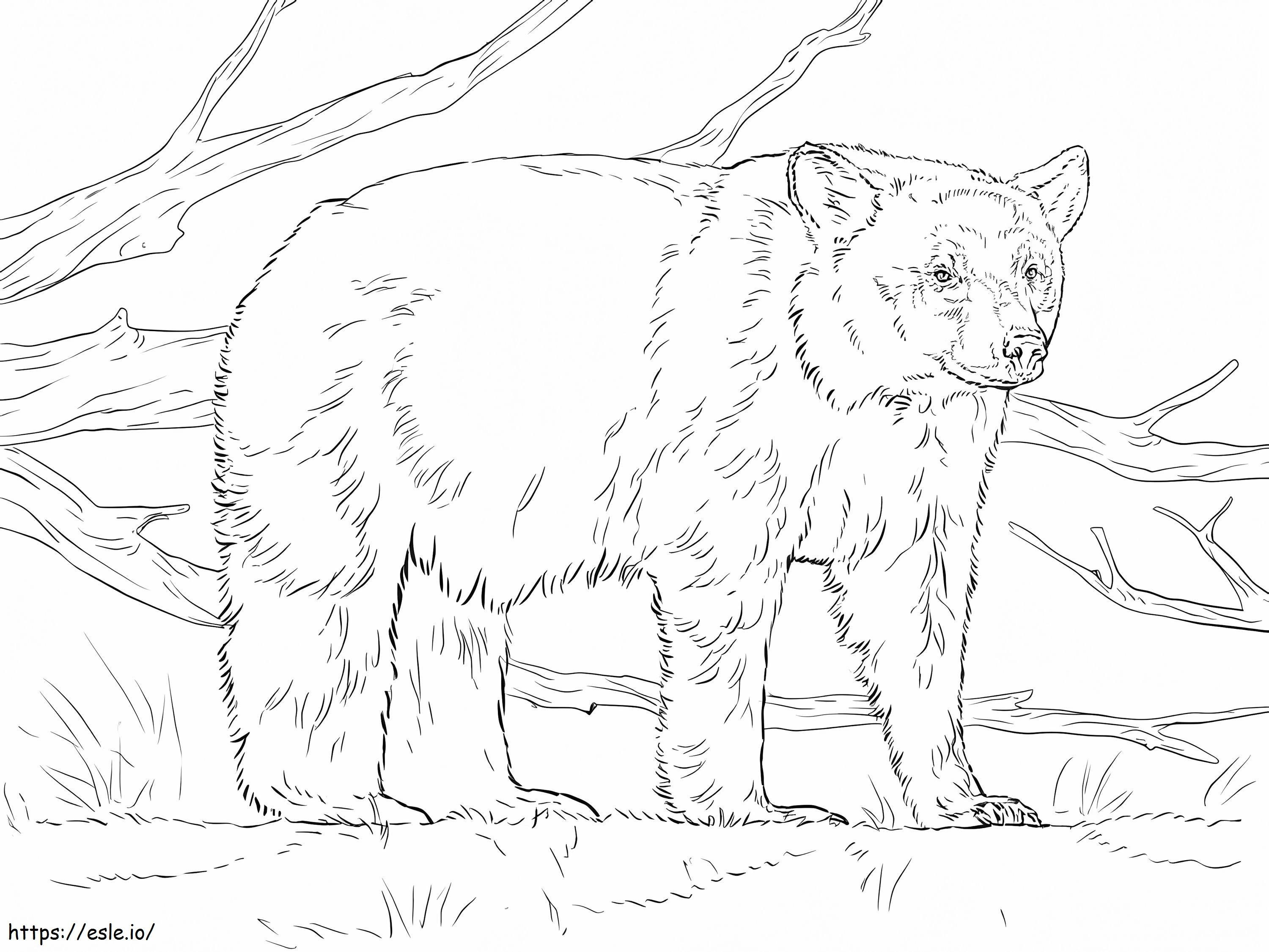 Beruang Hitam Amerika yang realistis Gambar Mewarnai