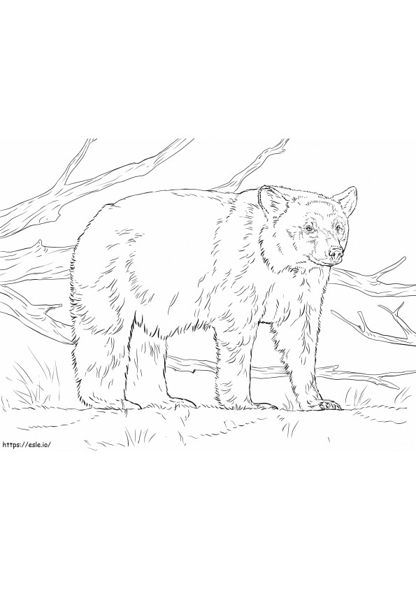 Realistic American Black Bear coloring page