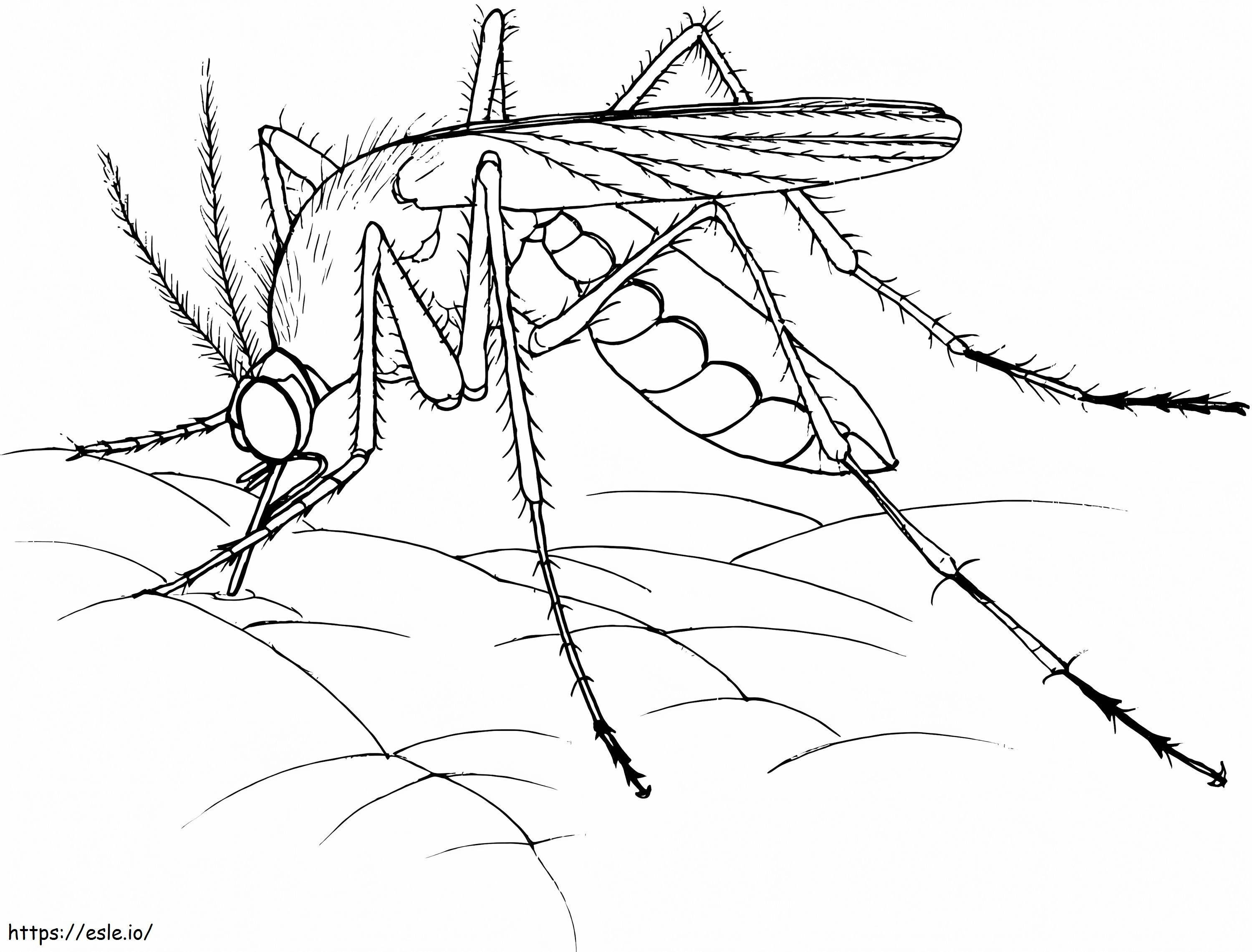 Mosquito realista para colorir