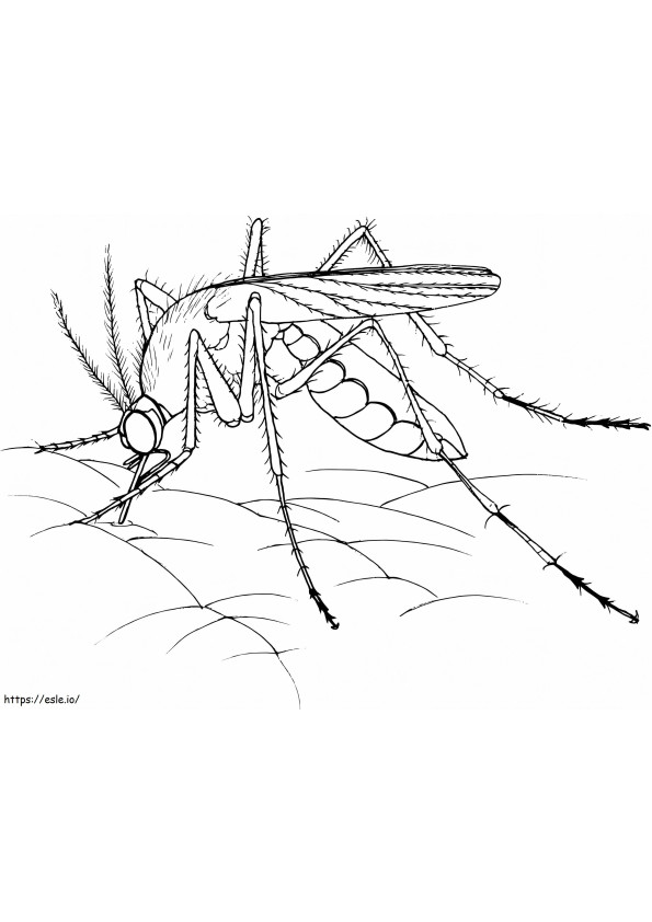 Mosquito realista para colorear