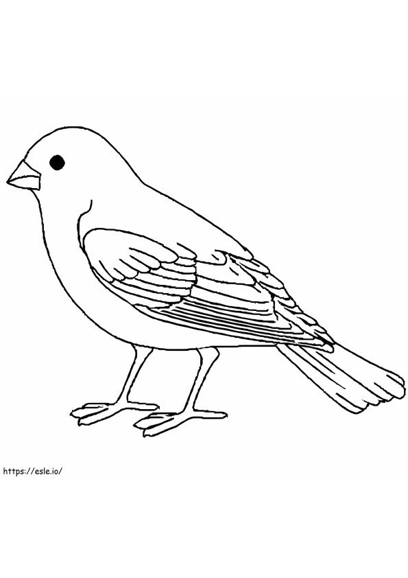 Basic Canary coloring page