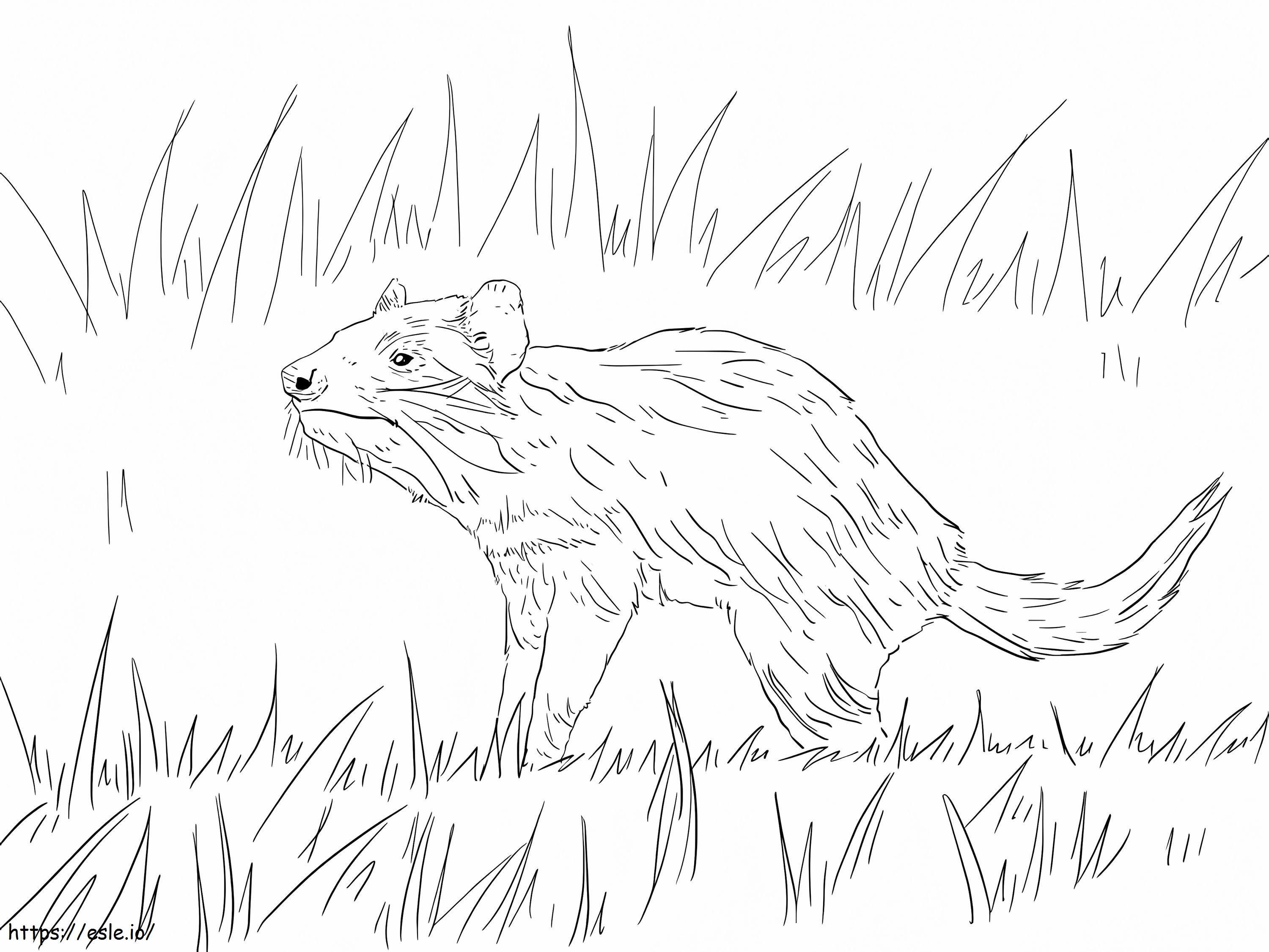 Diavolul tasmanian pe iarbă de colorat