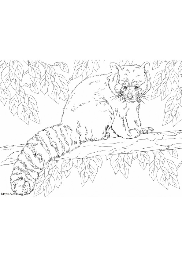 Coloriage Panda roux sur une branche à imprimer dessin