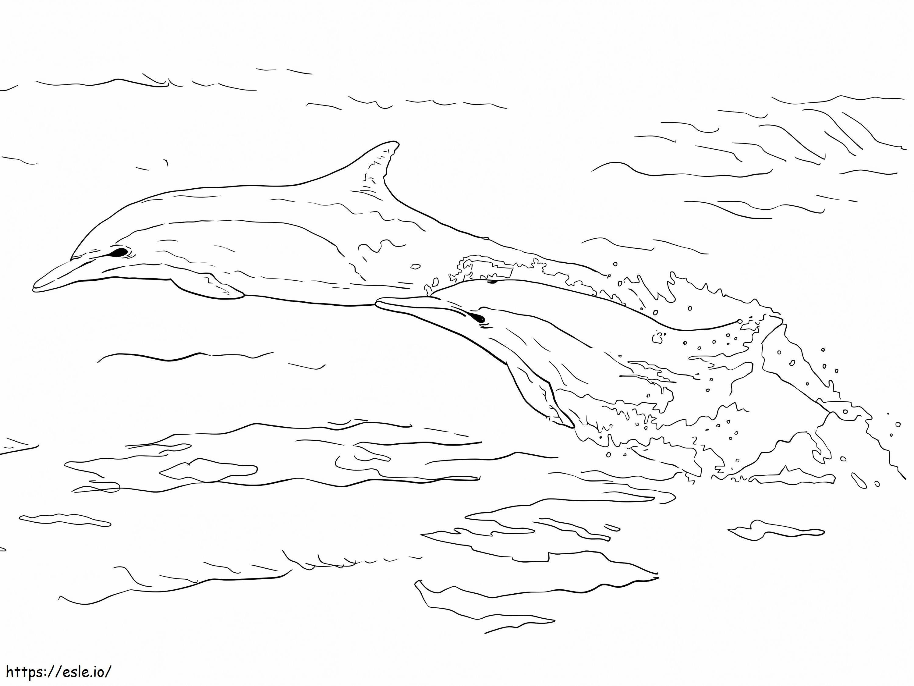Delfini comuni dal becco lungo da colorare