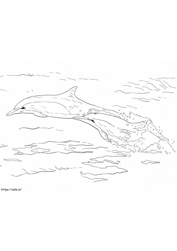 Golfinhos comuns de bico longo para colorir