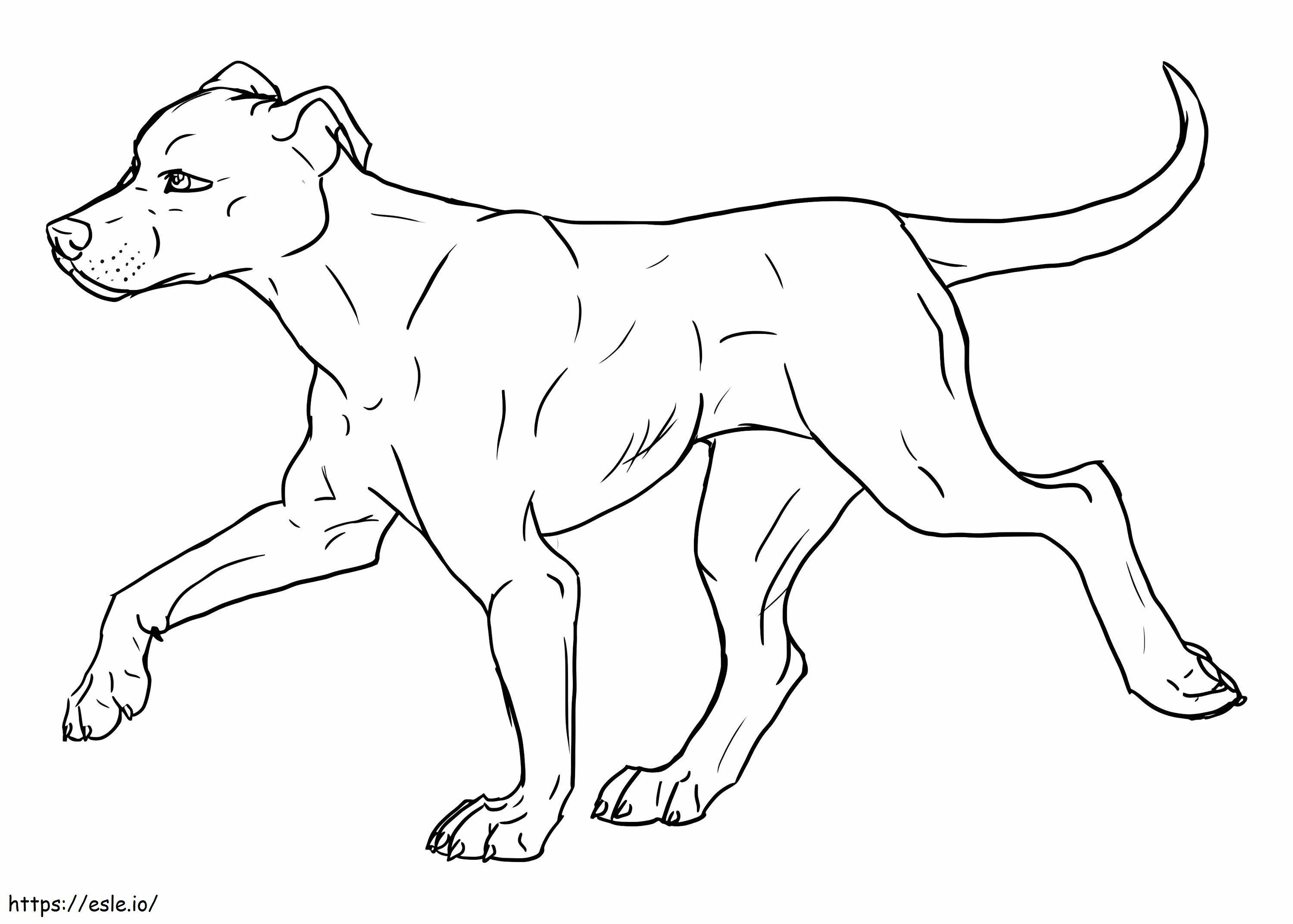 Pitbull Is Walking coloring page
