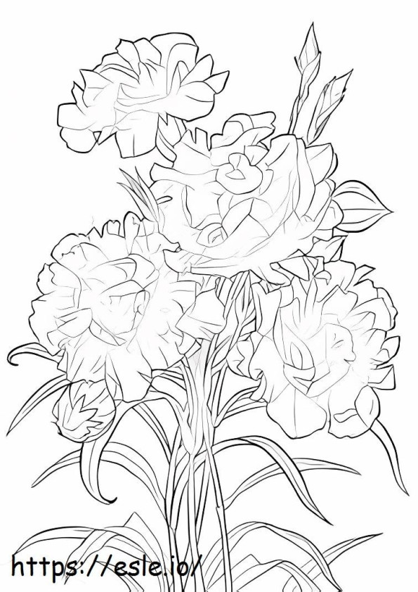 Scarlet Carnation coloring page