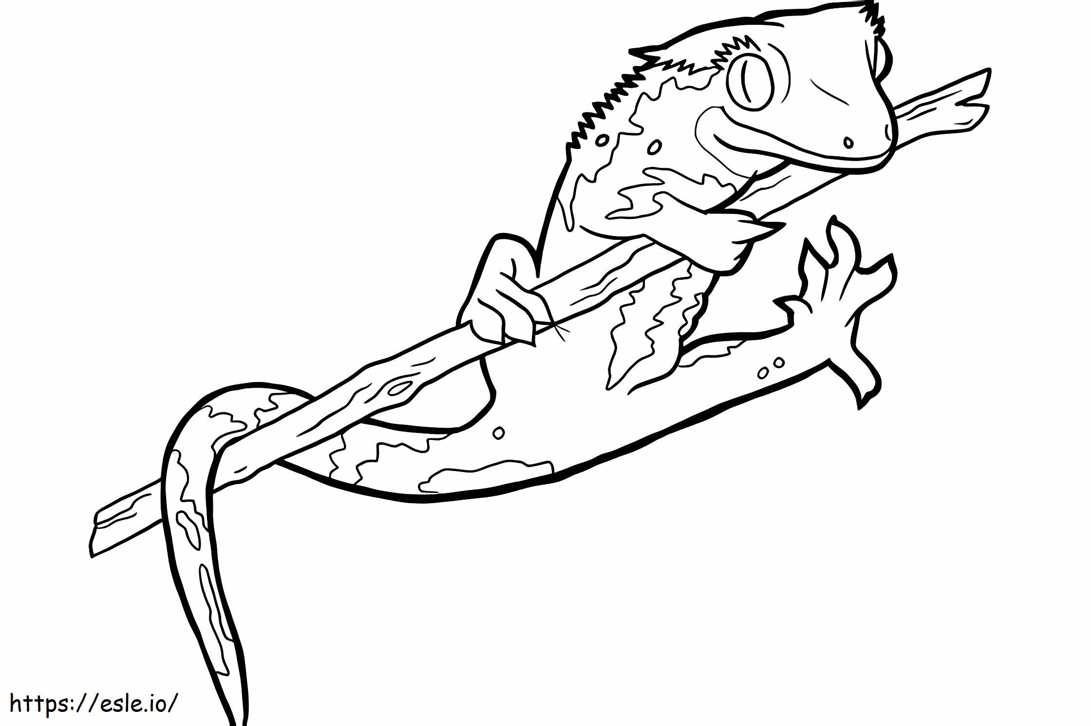 Salamander Gambar Mewarnai