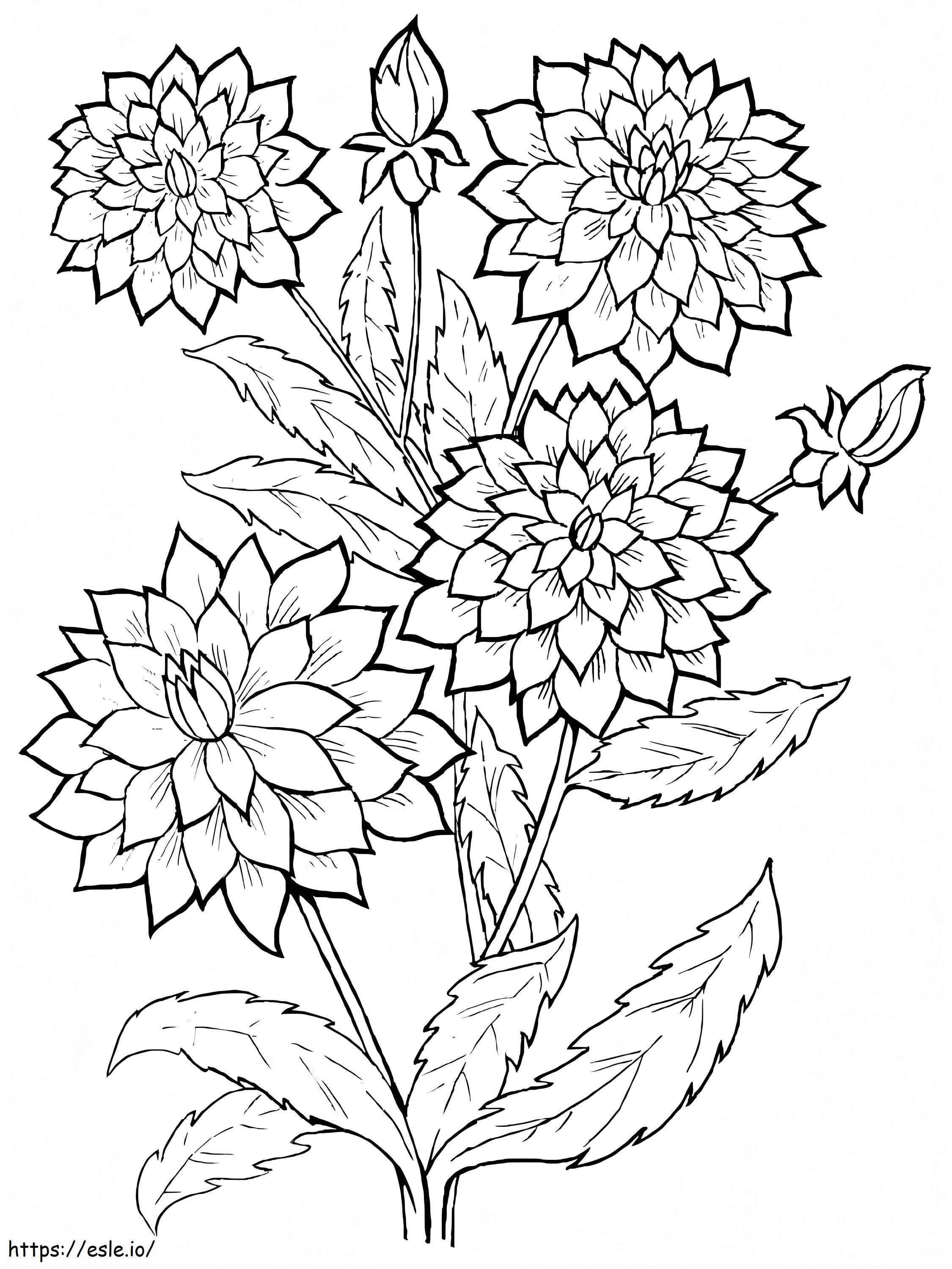 Coloriage Belles fleurs de dahlia à imprimer dessin