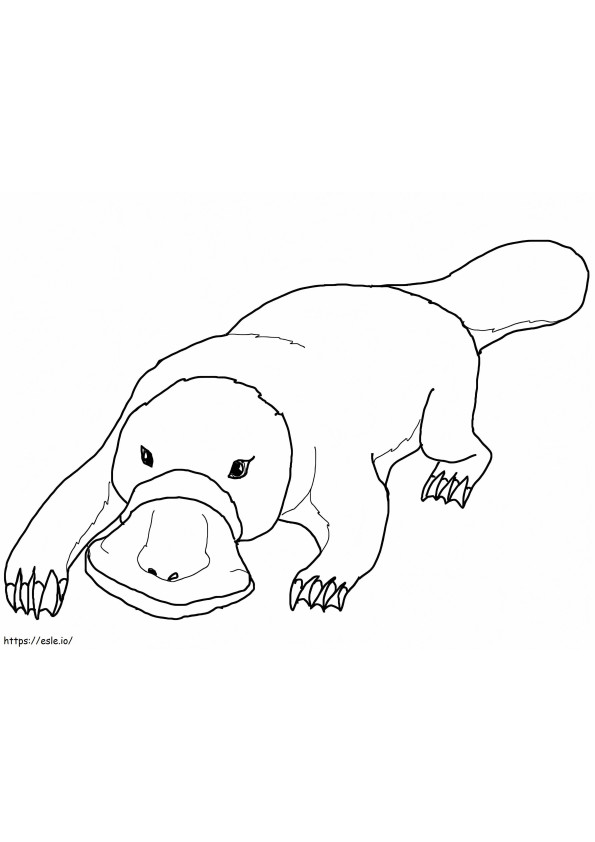 Normal Platypus coloring page