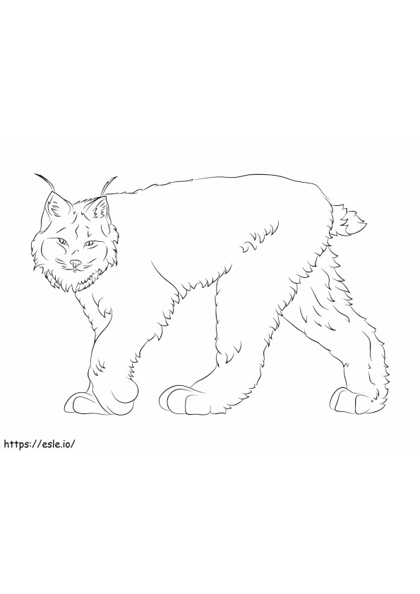 Canada Lynx