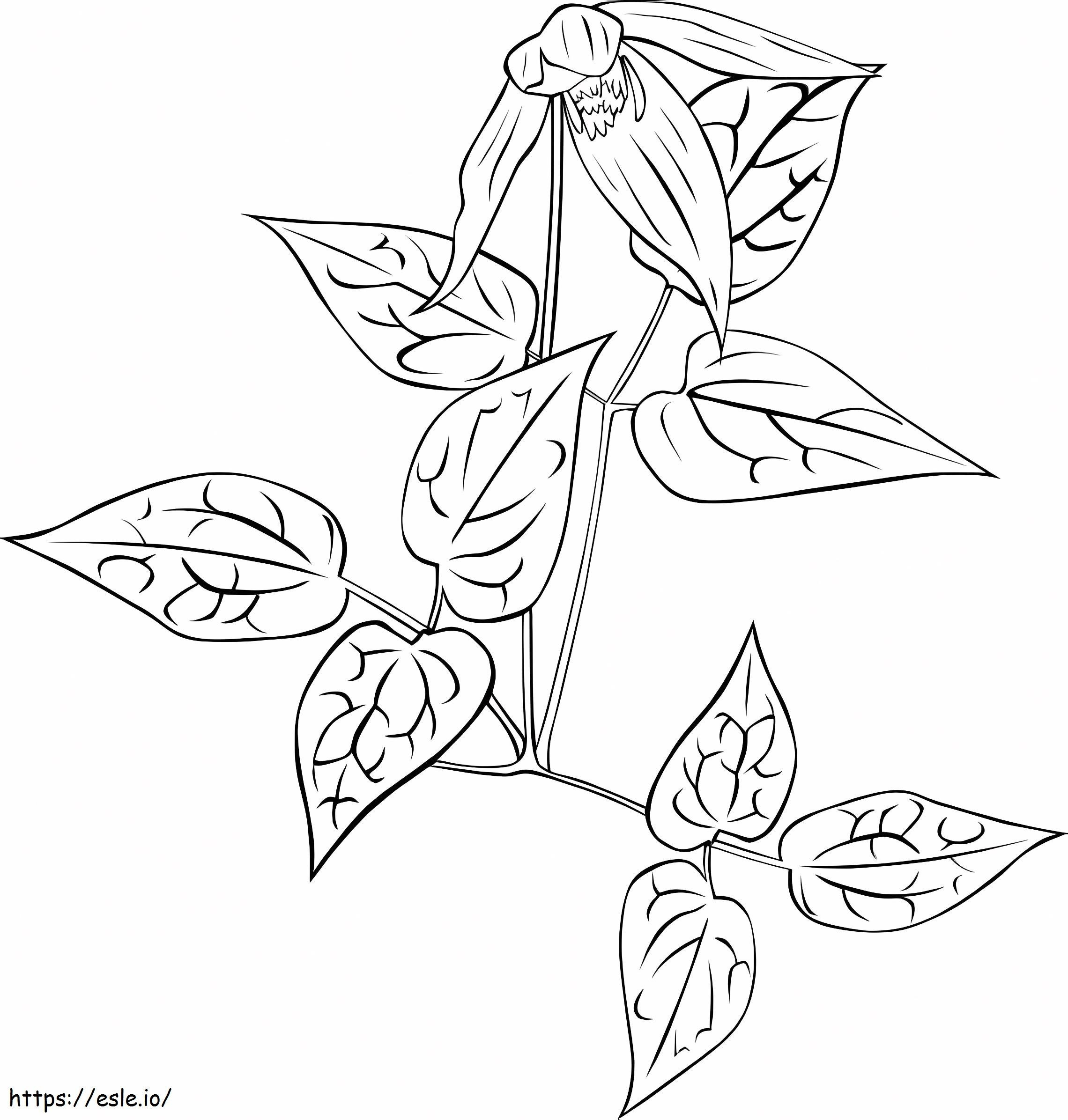 Pretty Clematis coloring page