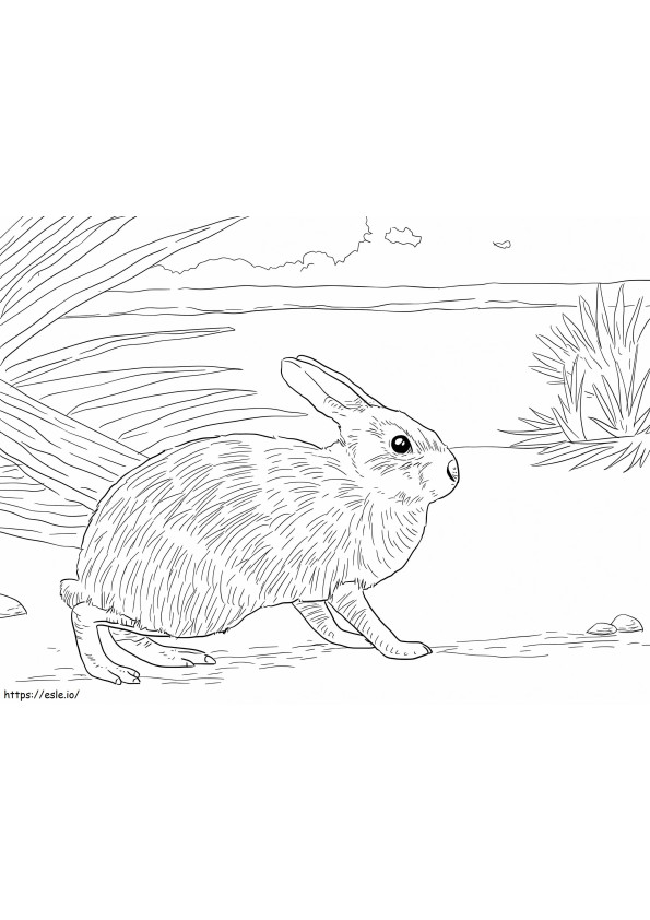 Marsh Rabbit värityskuva