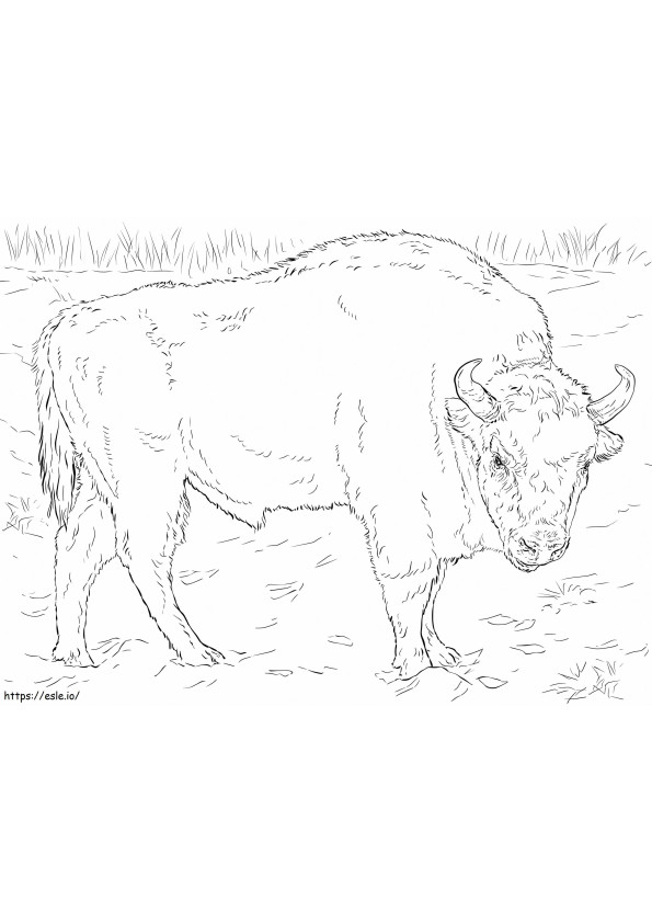 European Bison 1 coloring page