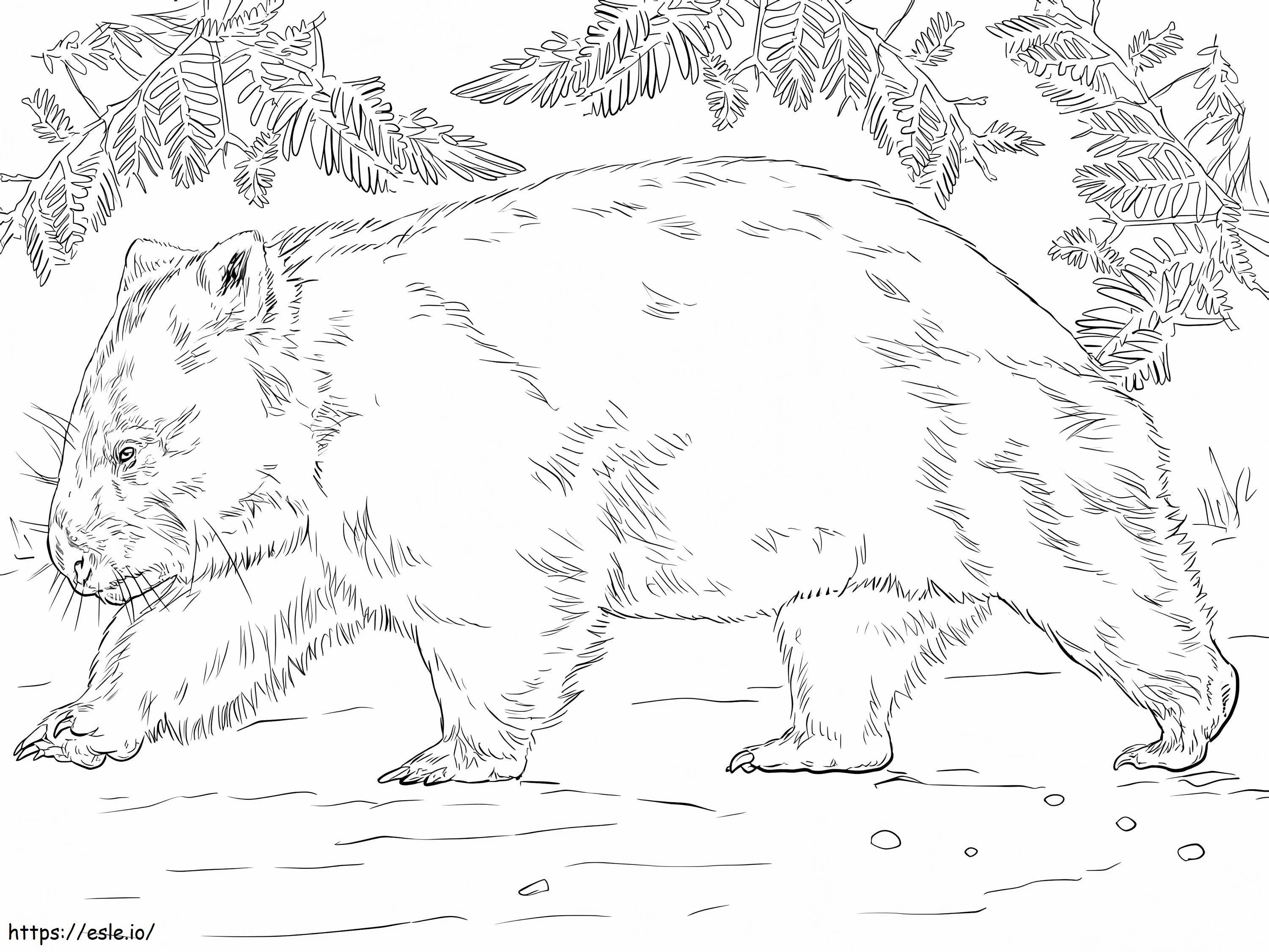 Wombat Bear coloring page