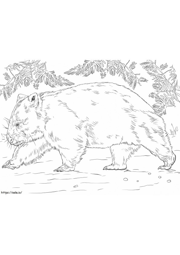 Ursul Wombat de colorat