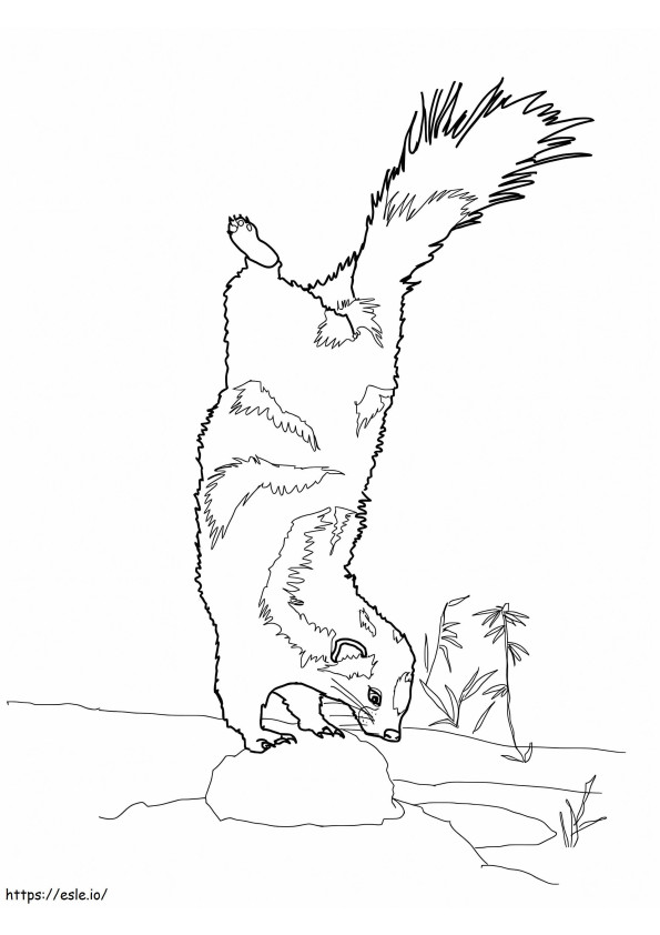 Printable Spotted Skunk coloring page