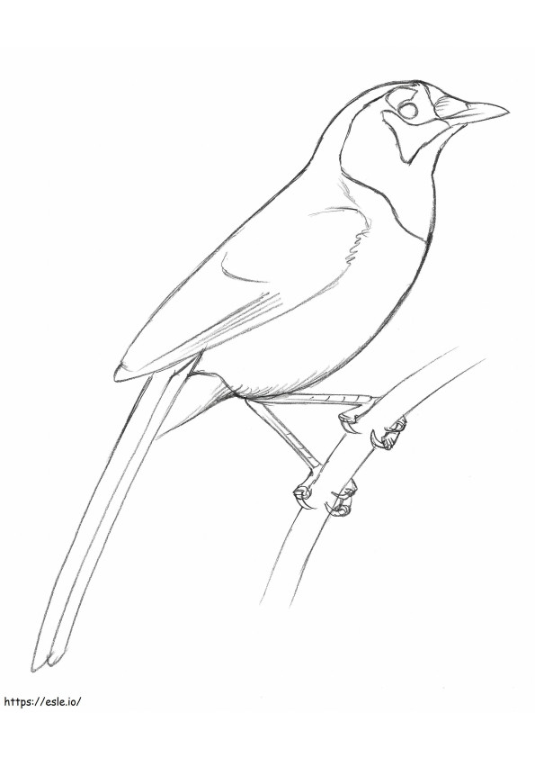 The Birds By David Sibley Scaled